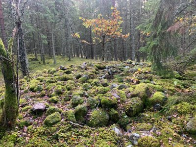 En fin dag i skogen.